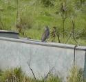 Mistle Thrush