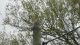 Kestrel