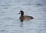 Greater Scaup