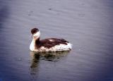 Slavonian Grebe