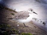 Sanderling