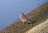 Rock Pipit