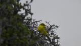 Yellow Wagtail