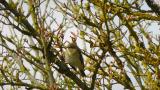 Willow Warbler