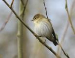 Willow Warbler