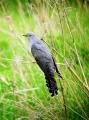 Cuckoo