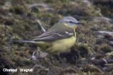 Yellow Wagtail