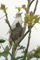 Starling