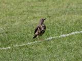 Mistle Thrush