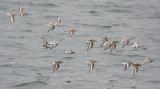 Sanderling