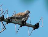 Turtle Dove