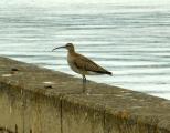 Whimbrel