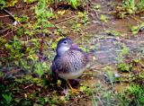 Mandarin Duck