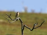 Wheatear