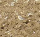 Wheatear