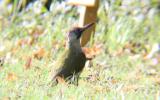 Green Woodpecker