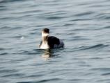 Black-necked Grebe