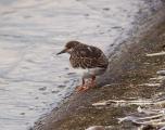 Ruddy Turnstone