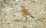 Wheatear