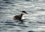 Slavonian Grebe