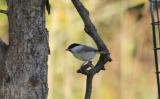 Marsh Tit