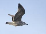 Yellow-legged Gull