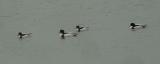 Shelduck