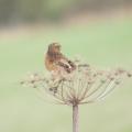 Stonechat