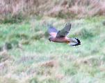 Kestrel