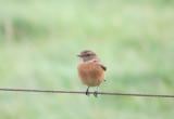 Stonechat