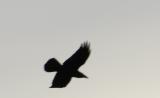 Raven