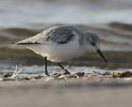 Sanderling