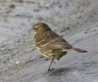 Rock Pipit