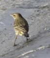 Rock Pipit