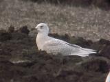 Iceland Gull
