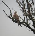 Red Kite