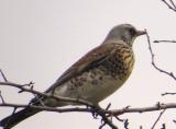 Fieldfare