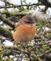 Stonechat