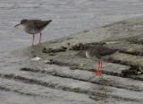 Redshank