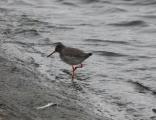 Redshank