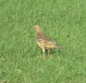 Mistle Thrush
