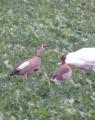 Egyptian Goose