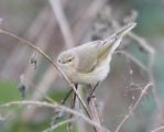 Chiffchaff