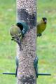 Siskin