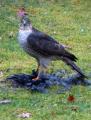 Sparrowhawk