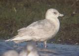 Iceland Gull