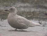 Iceland Gull