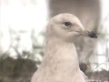 Iceland Gull
