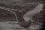 Iceland Gull