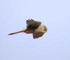 Yellowhammer